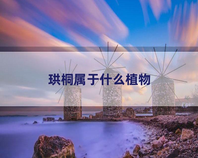 珙桐属于什么植物