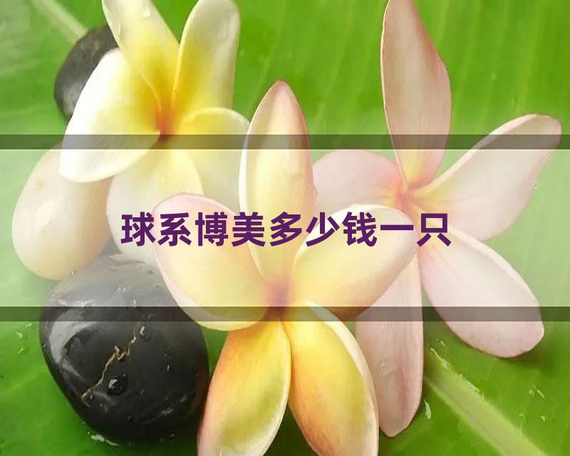 球系博美多少钱一只