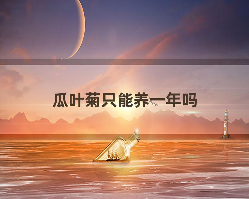 瓜叶菊只能养一年吗