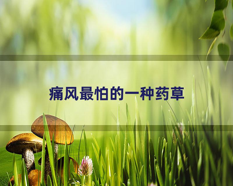 痛风最怕的一种药草