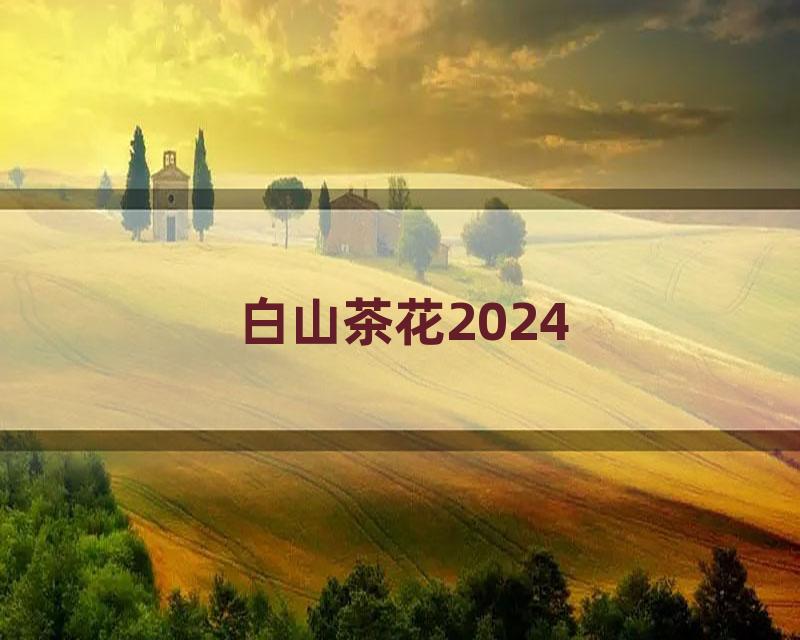 白山茶花2024