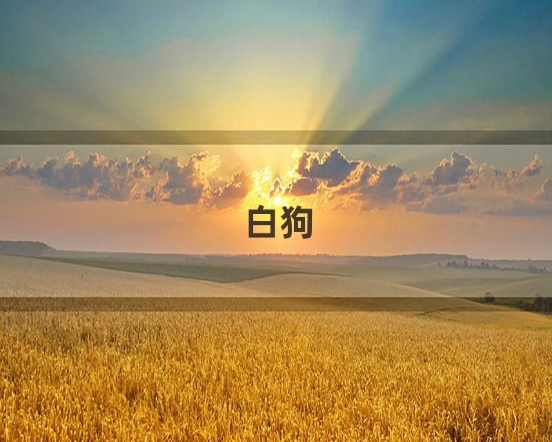 白狗