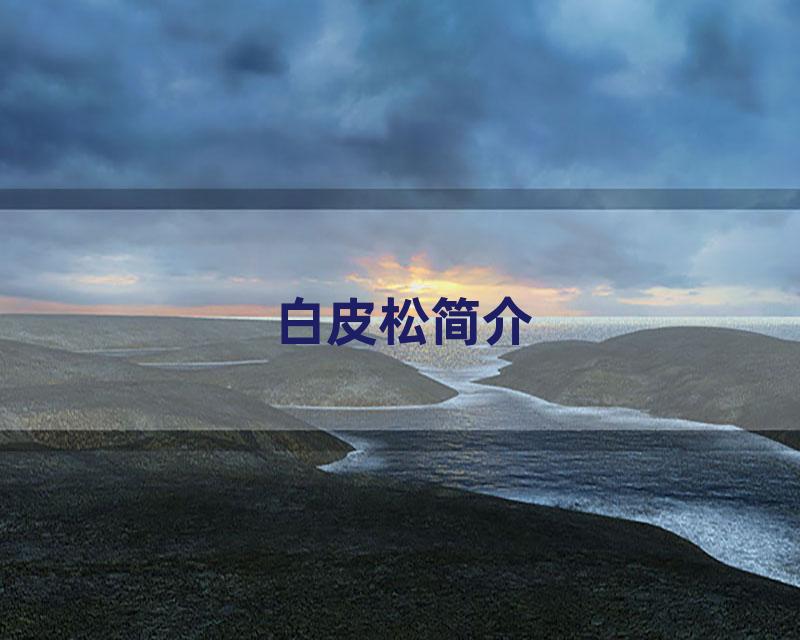 白皮松简介