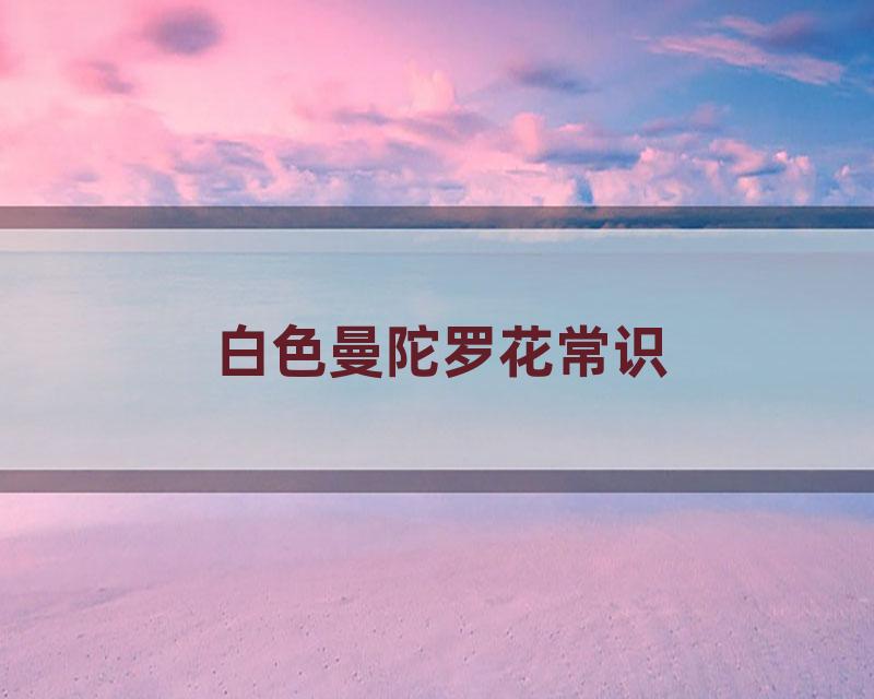 白色曼陀罗花常识