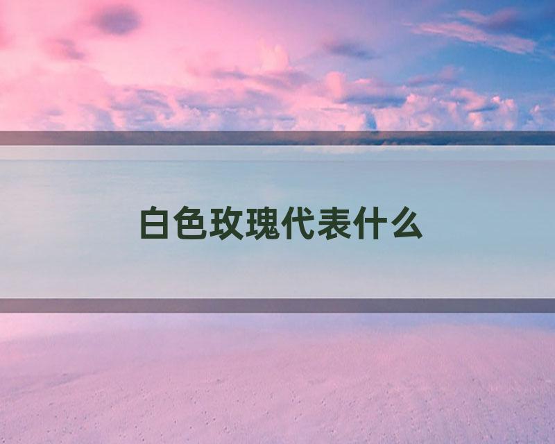 白色玫瑰代表什么