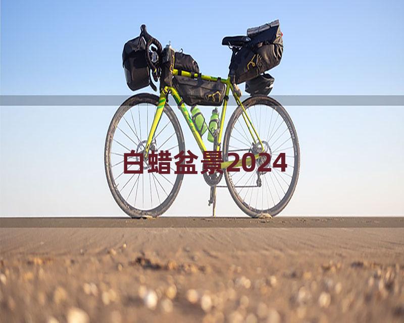 白蜡盆景2024