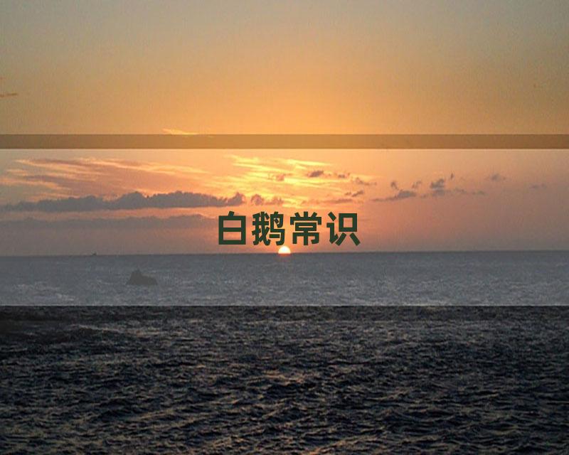 白鹅常识