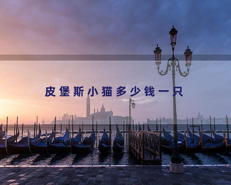 皮堡斯小猫多少钱一只