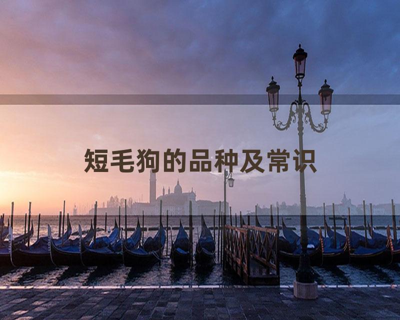 短毛狗的品种及常识