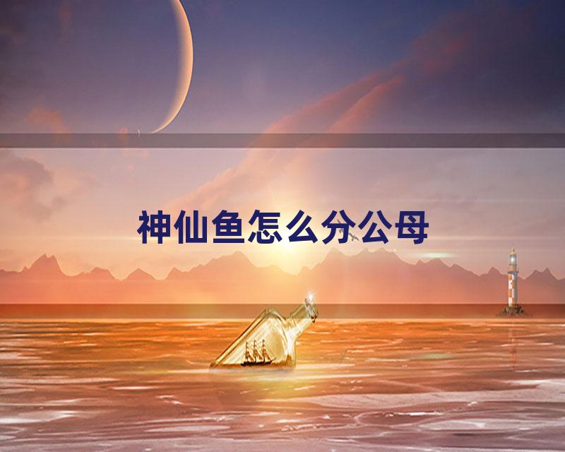 神仙鱼怎么分公母