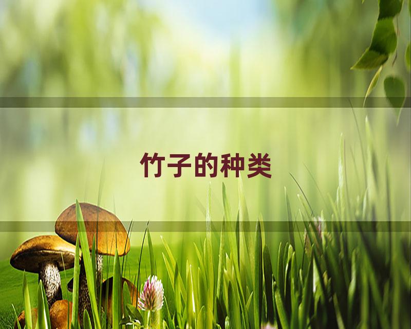 竹子的种类