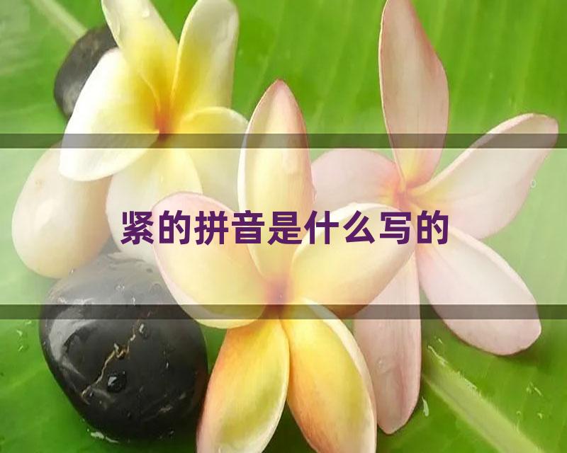 紧的拼音是什么写的