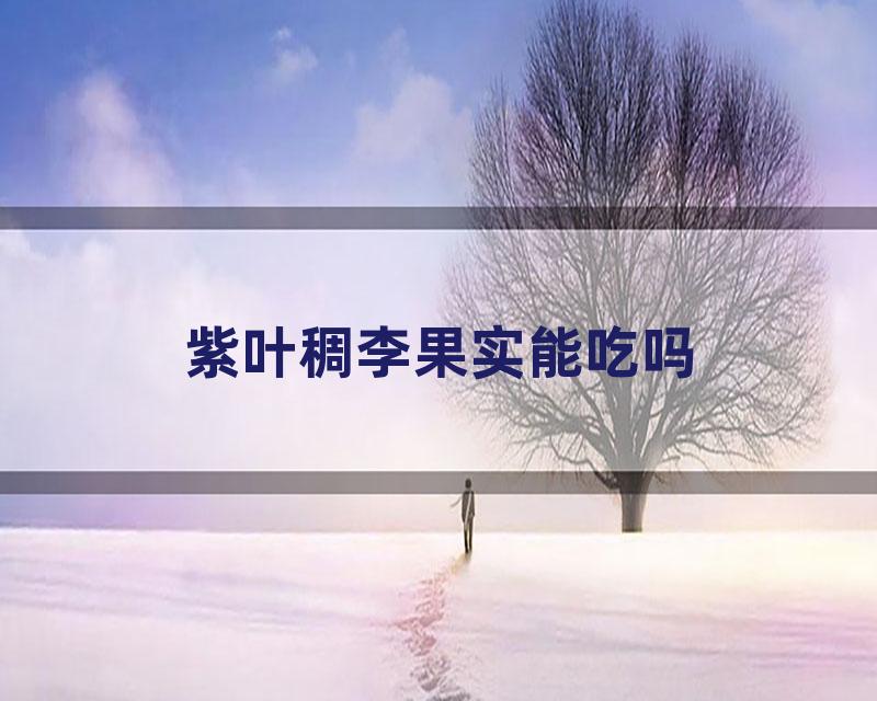 紫叶稠李果实能吃吗