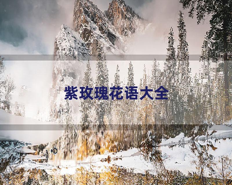 紫玫瑰花语大全