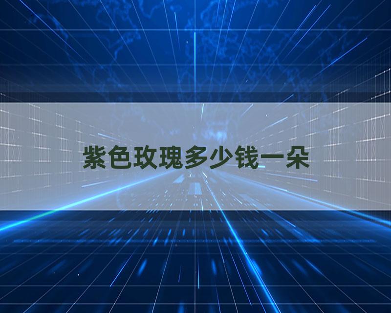 紫色玫瑰多少钱一朵