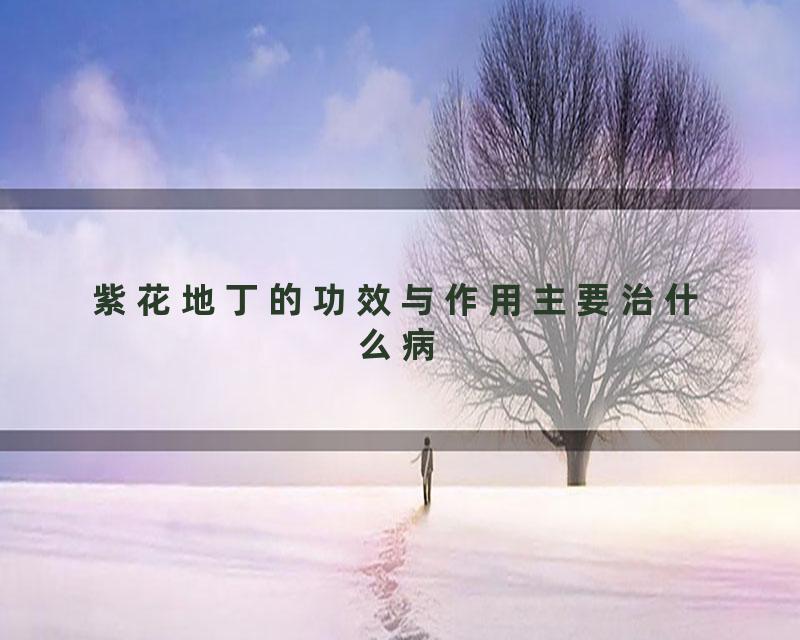 紫花地丁的功效与作用主要治什么病