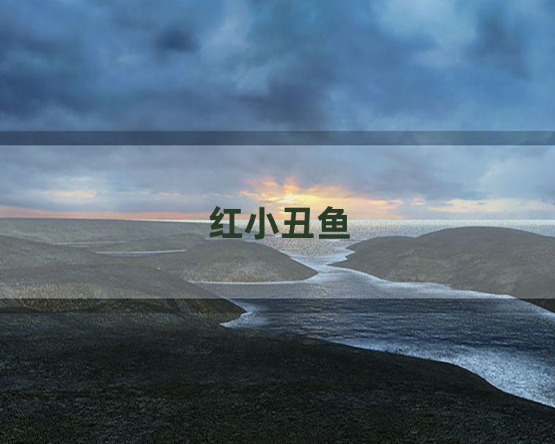 红小丑鱼