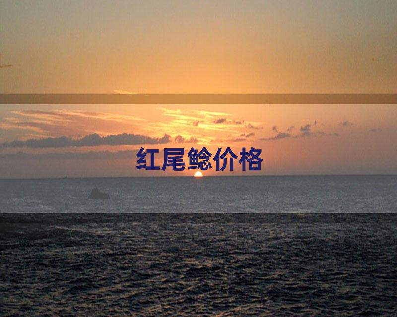 红尾鲶价格