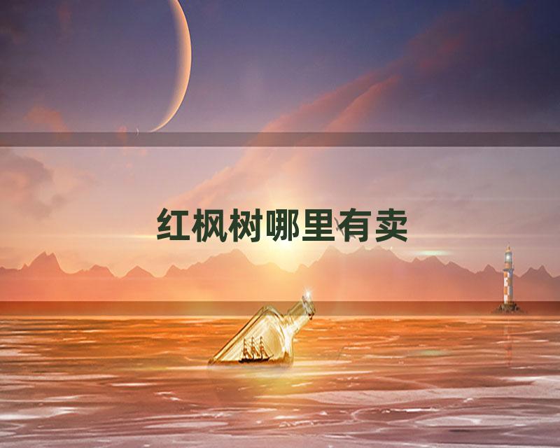 红枫树哪里有卖