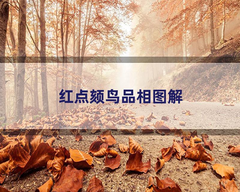 红点颏鸟品相图解
