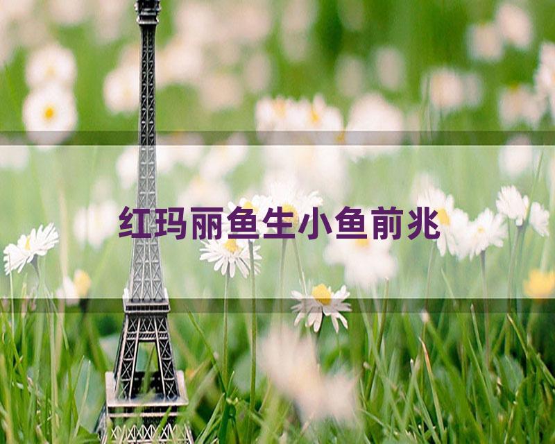 红玛丽鱼生小鱼前兆