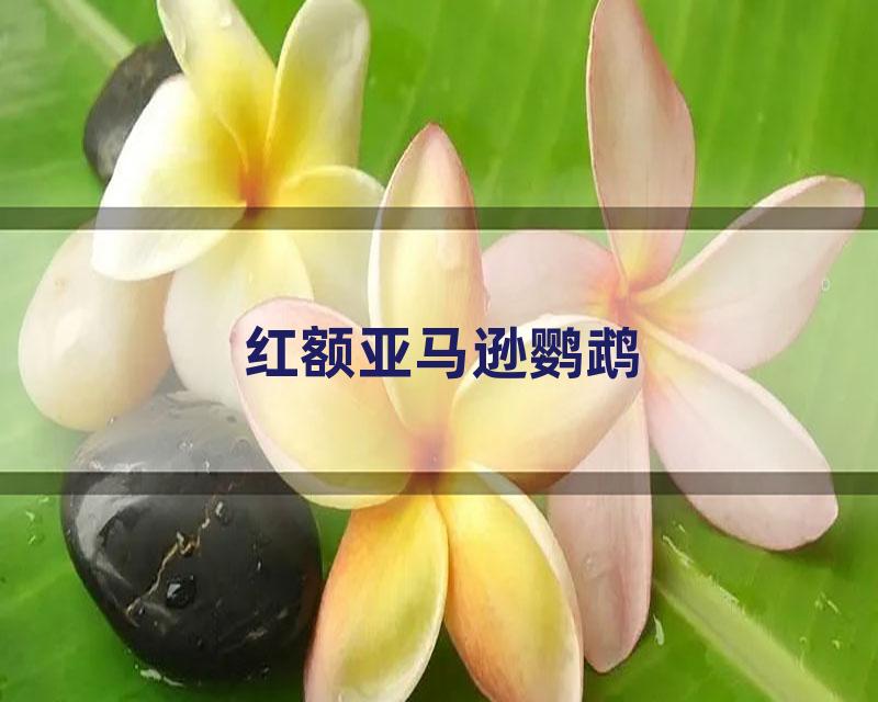 红额亚马逊鹦鹉