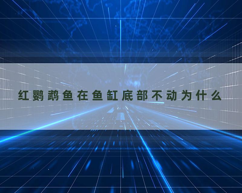 红鹦鹉鱼在鱼缸底部不动为什么