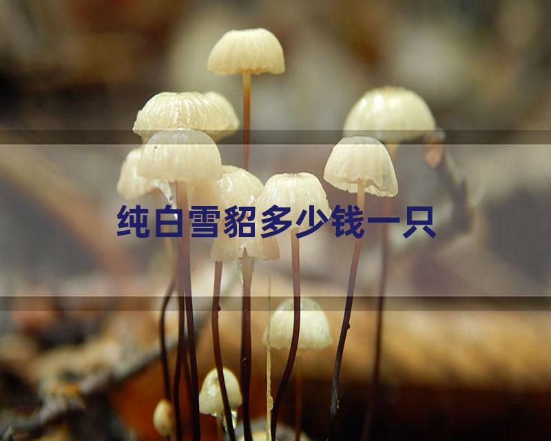 纯白雪貂多少钱一只