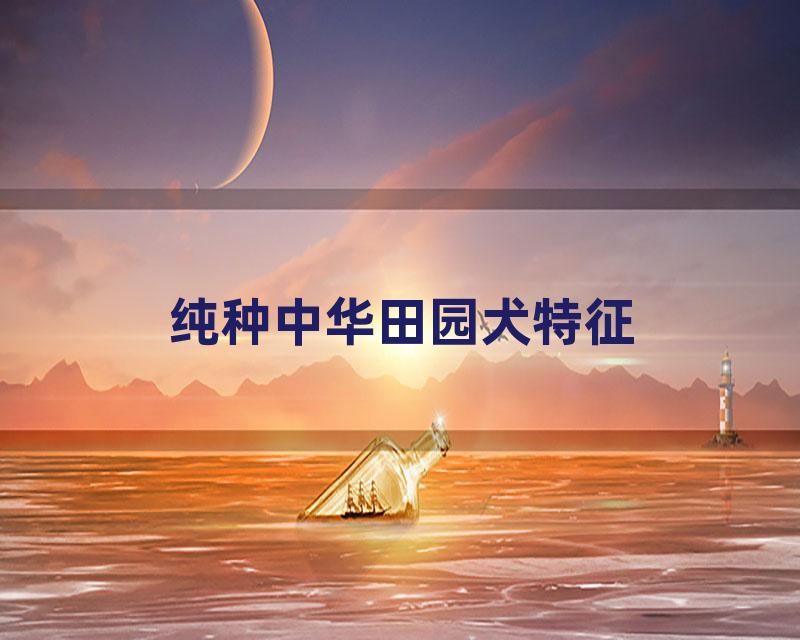 纯种中华田园犬特征