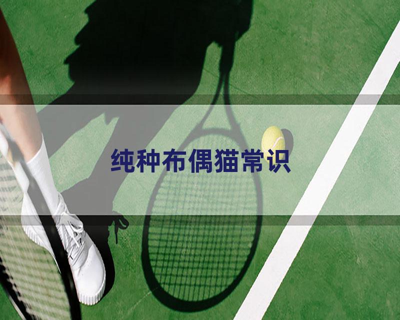 纯种布偶猫常识