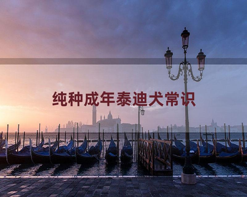 纯种成年泰迪犬常识