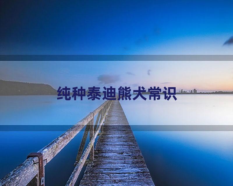 纯种泰迪熊犬常识