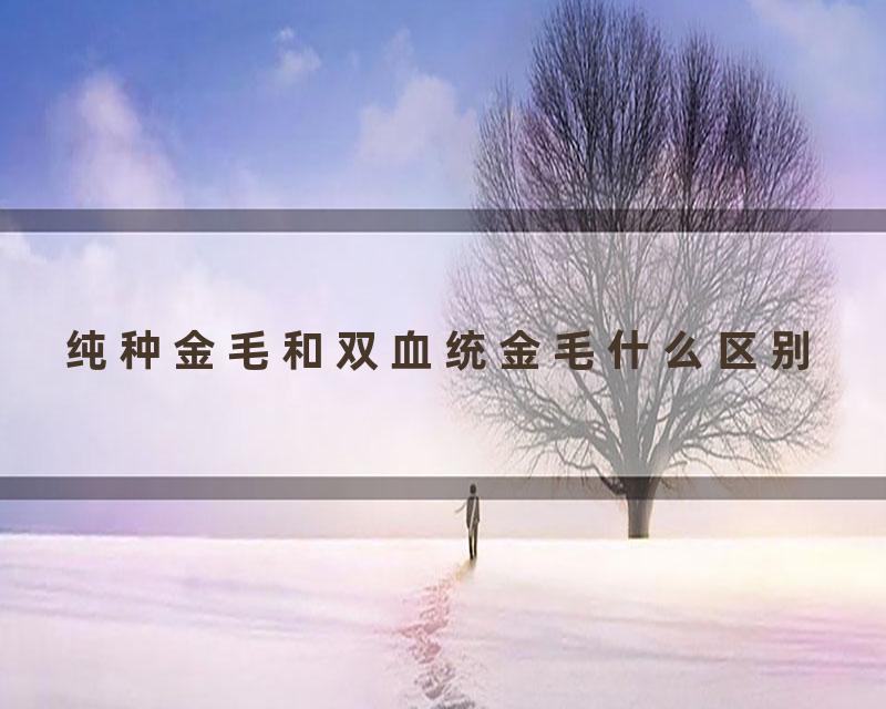 纯种金毛和双血统金毛什么区别