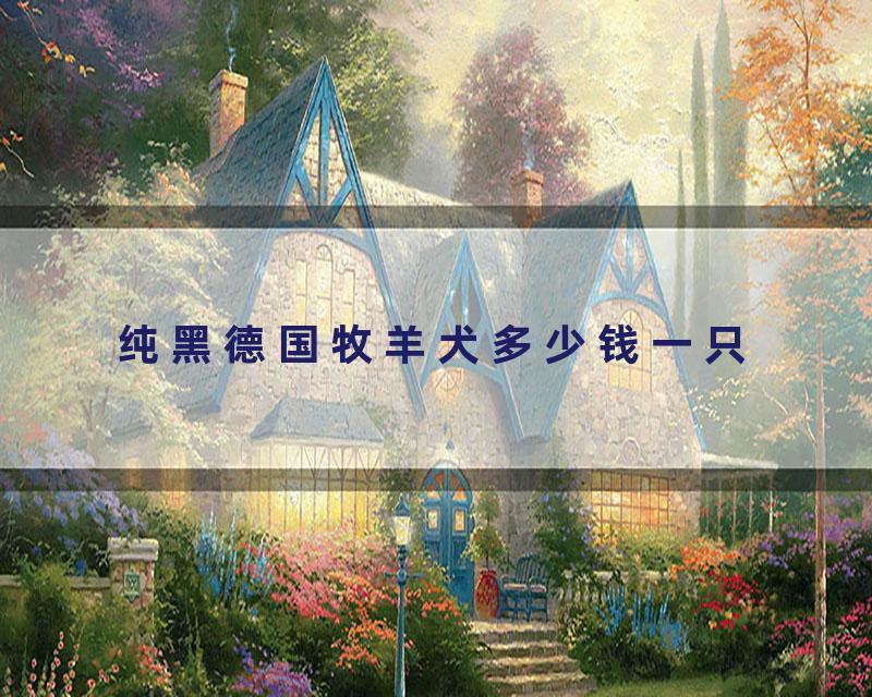 纯黑德国牧羊犬多少钱一只
