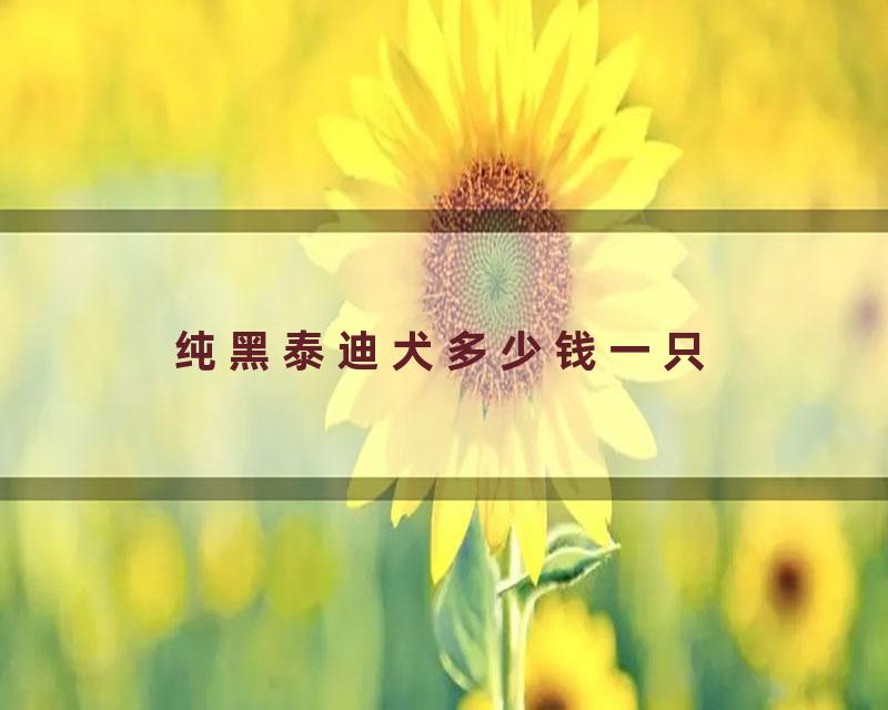 纯黑泰迪犬多少钱一只