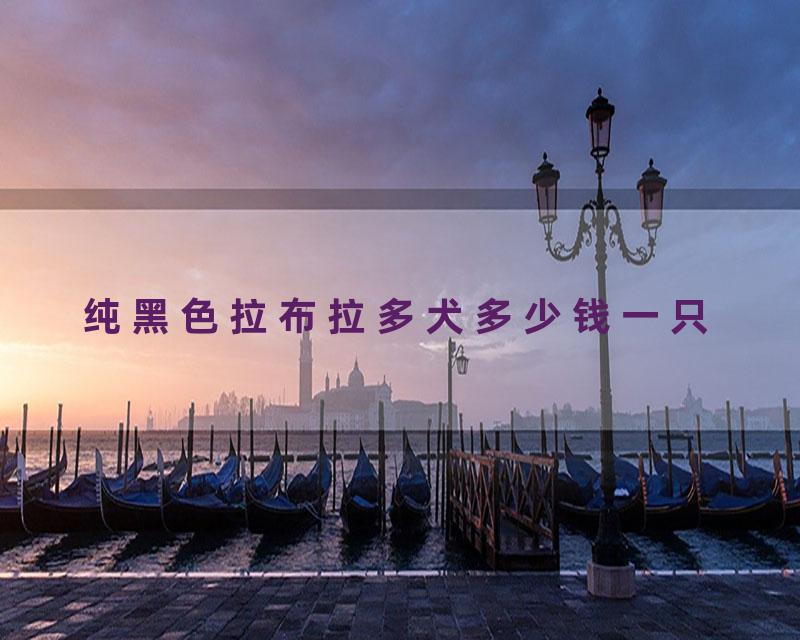 纯黑色拉布拉多犬多少钱一只