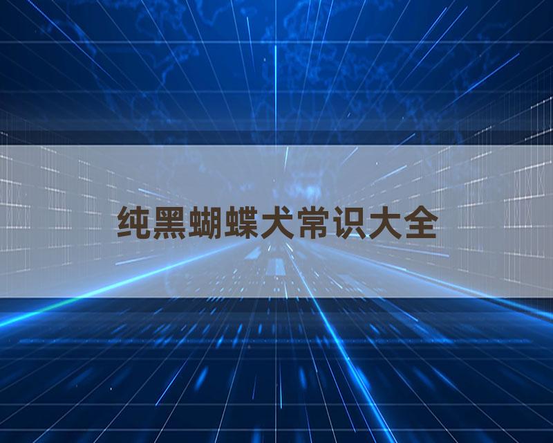 纯黑蝴蝶犬常识大全