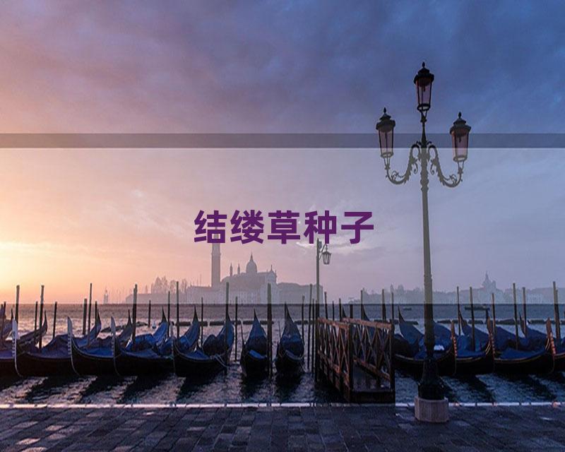 结缕草种子