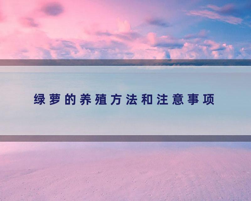 绿萝的养殖方法和注意事项