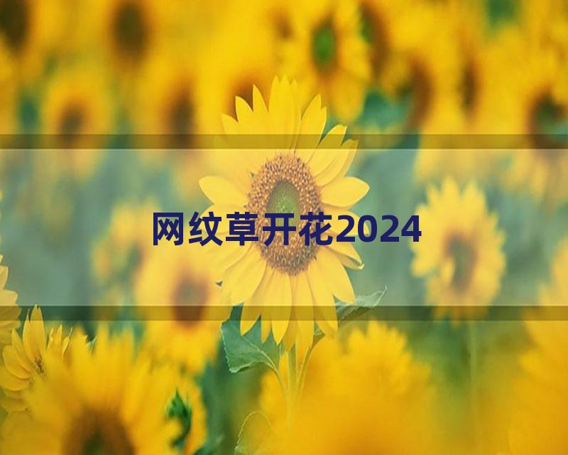 网纹草开花2024