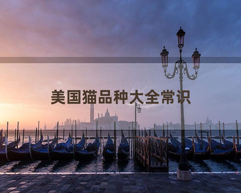 美国猫品种大全常识