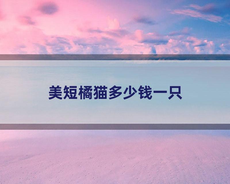 美短橘猫多少钱一只
