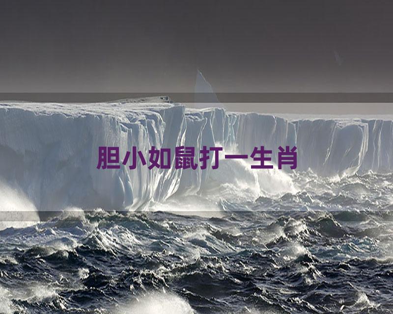 胆小如鼠打一生肖