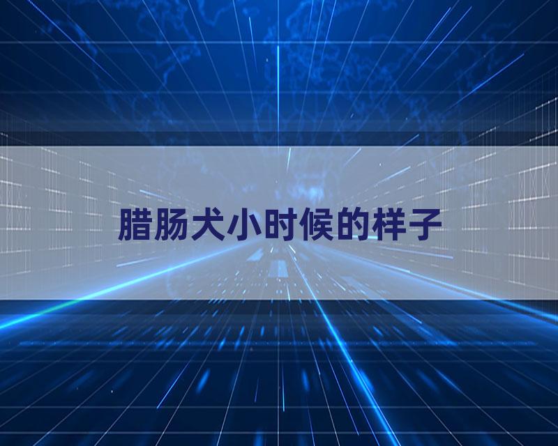 腊肠犬小时候的样子