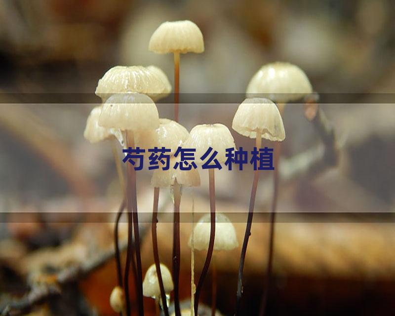 芍药怎么种植