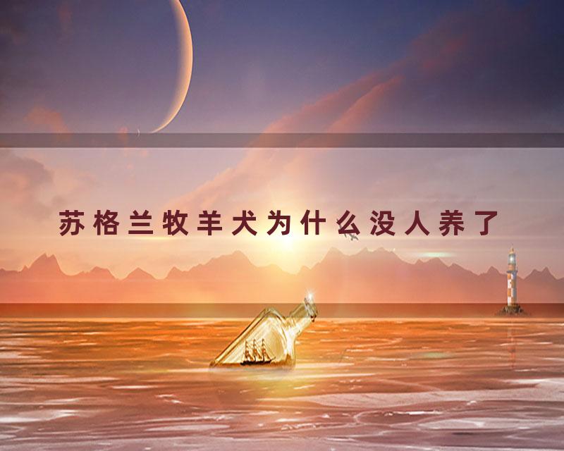 苏格兰牧羊犬为什么没人养了