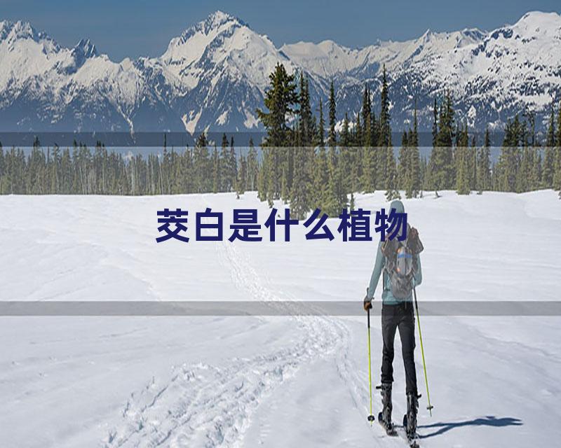 茭白是什么植物