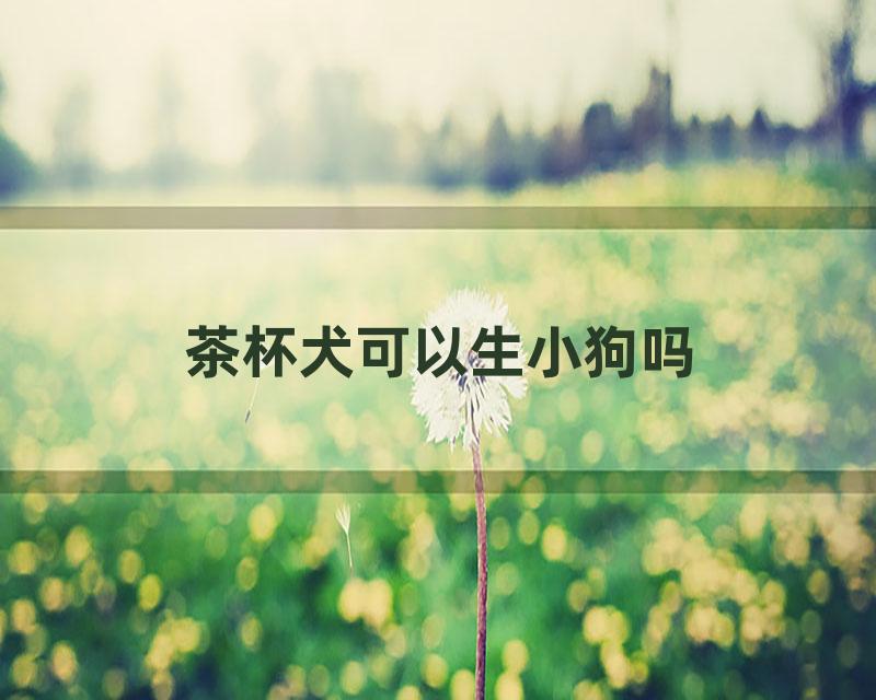 茶杯犬可以生小狗吗