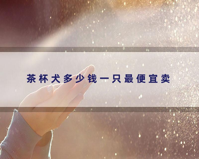 茶杯犬多少钱一只最便宜卖