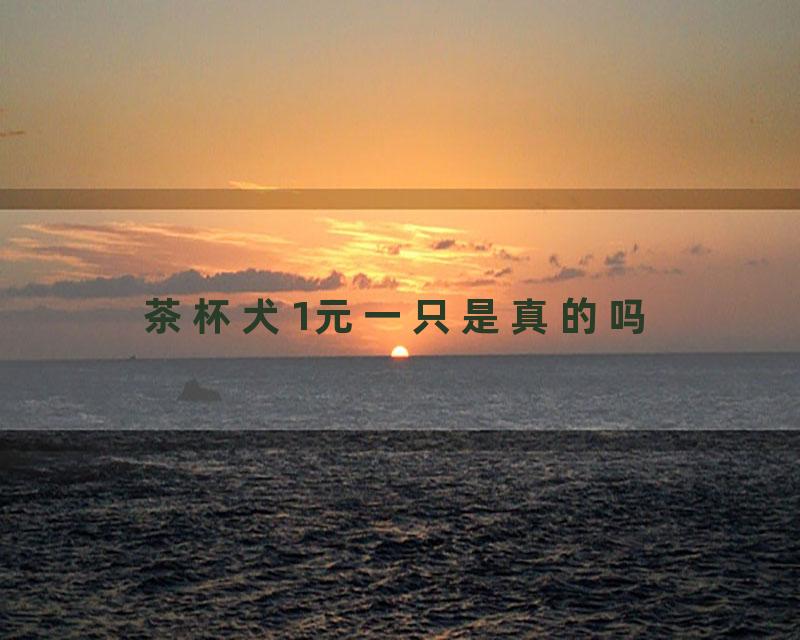 茶杯犬1元一只是真的吗